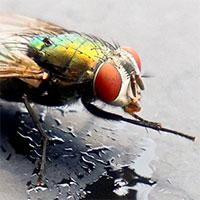 Сколько лап у мухи и зачем она их потирает