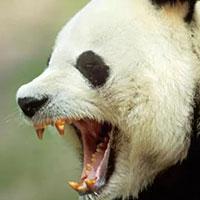 Сколько зубов у панды