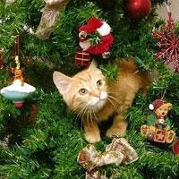 Как защитить новогоднюю елку от кошки