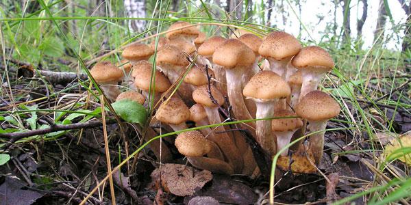 Какие грибы растут осенью