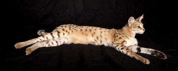 Самый большой домашний кот в мире