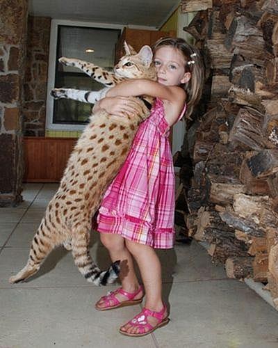 Самый большой домашний кот в мире