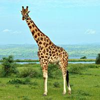 Сколько шейных позвонков у жирафа