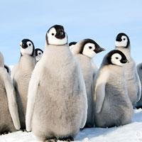Сколько живут пингвины