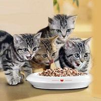 Как и чем кормить 2 месячного котенка